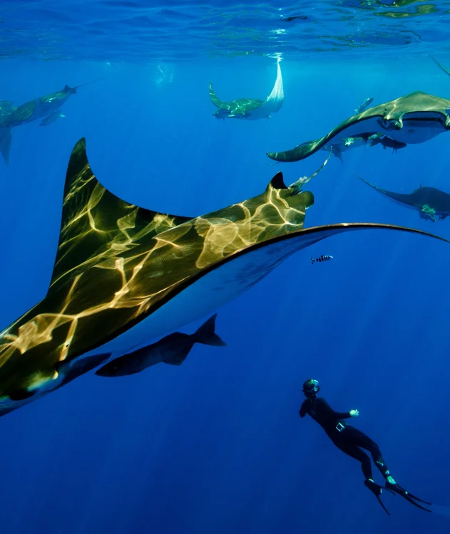 Manta ray encounter in Komodo